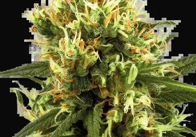 White Haze Automatic