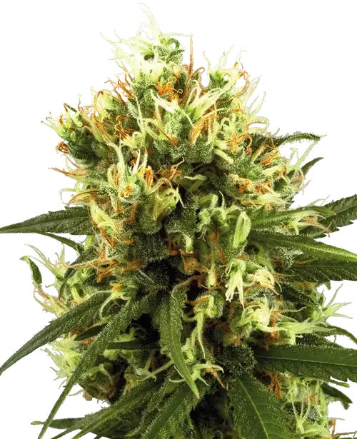 White Haze Automatic