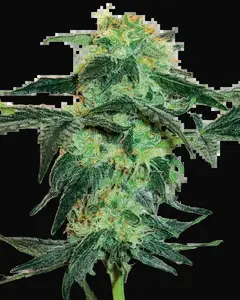 White Ice Feminized