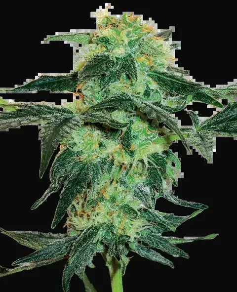 White Ice Feminized