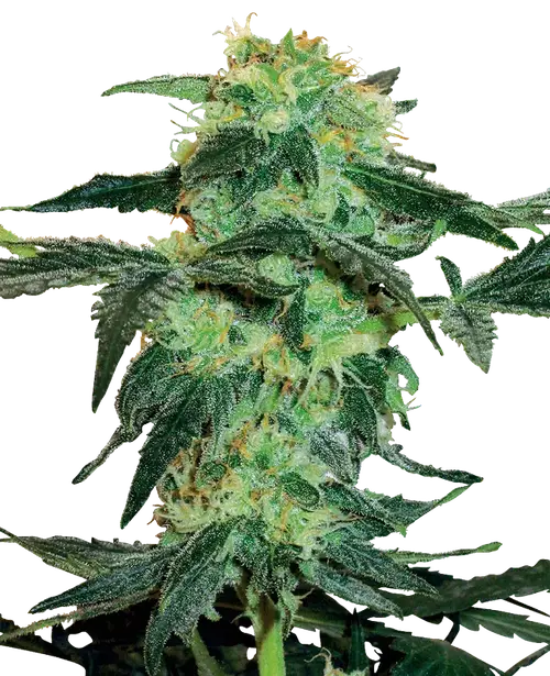 White Ice Feminized