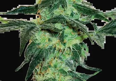 White Ice