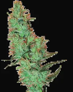 White Label Jack Herer