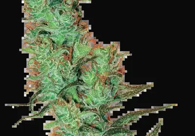 White Label Jack Herer