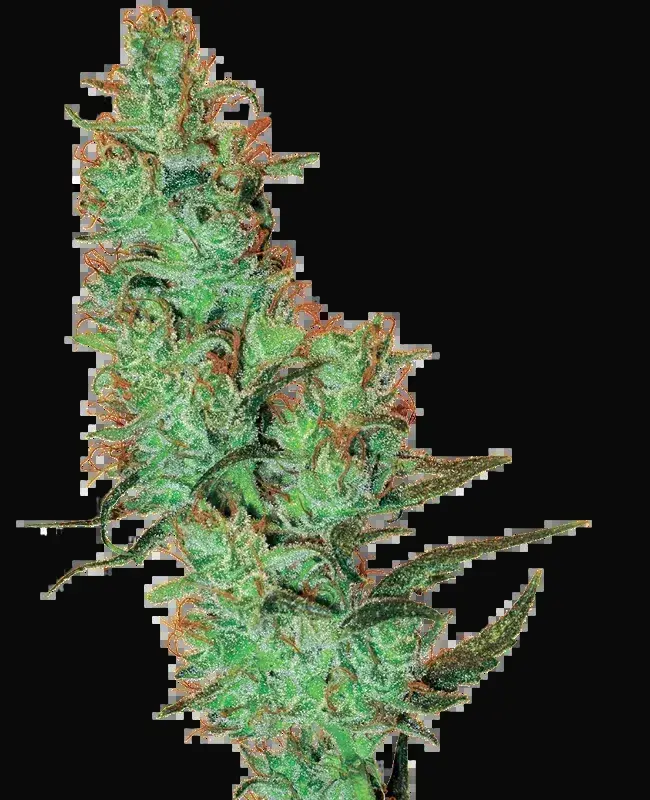 White Label Jack Herer