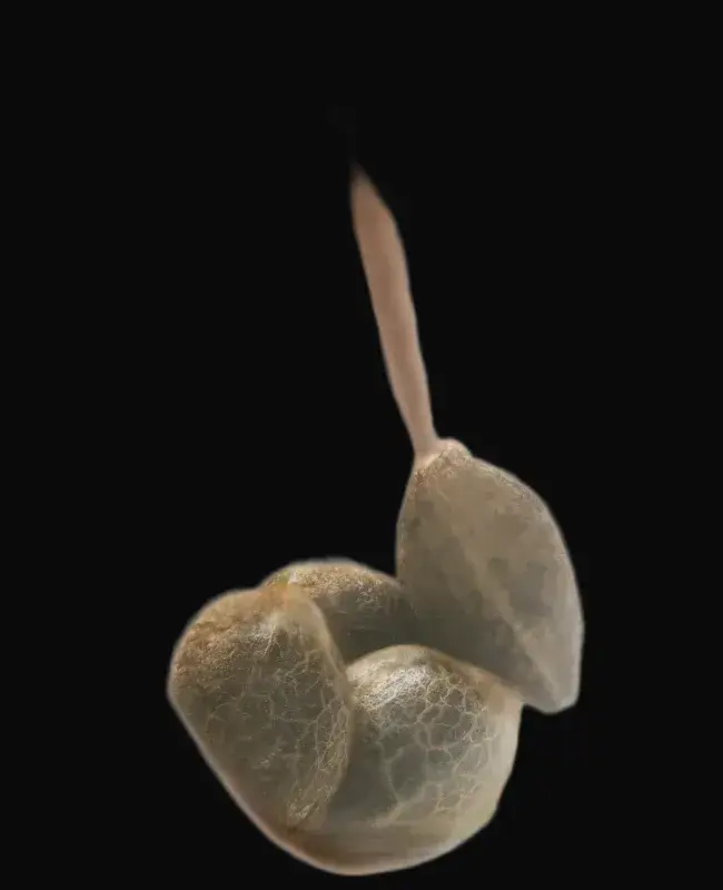 White Label Jack Herer — zdjęcie 3
