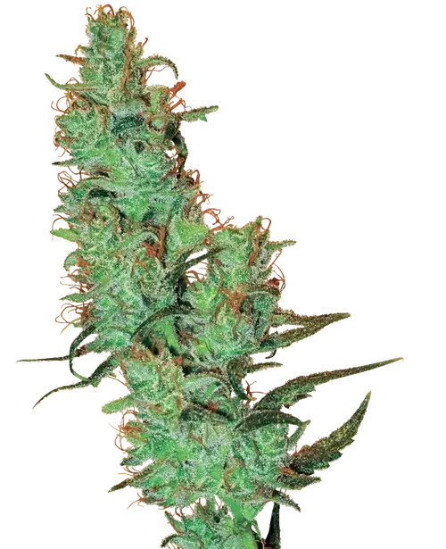 White Label Jack Herer