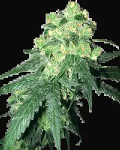 White Label Rhino