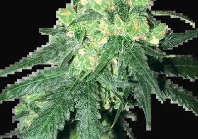 White Label Rhino