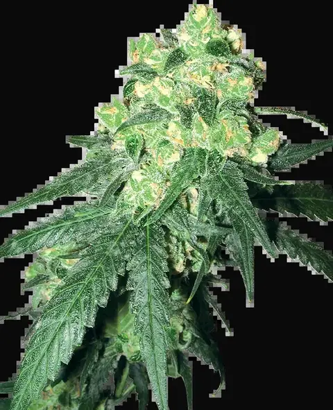 White Label Rhino