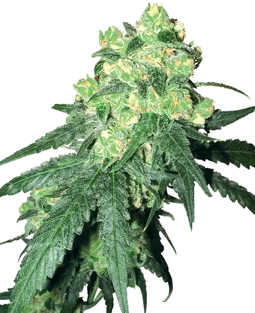 White Label Rhino