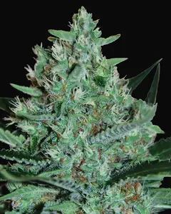 White Lavender