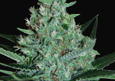 White Lavender