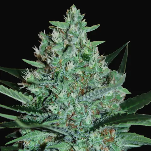 White Lavender