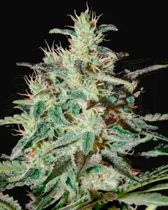 White Lemon