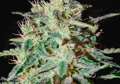 White Lemon