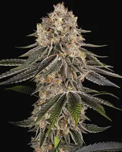 White Orangutan Feminized