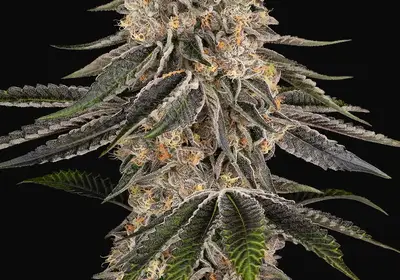 White Orangutan Feminized