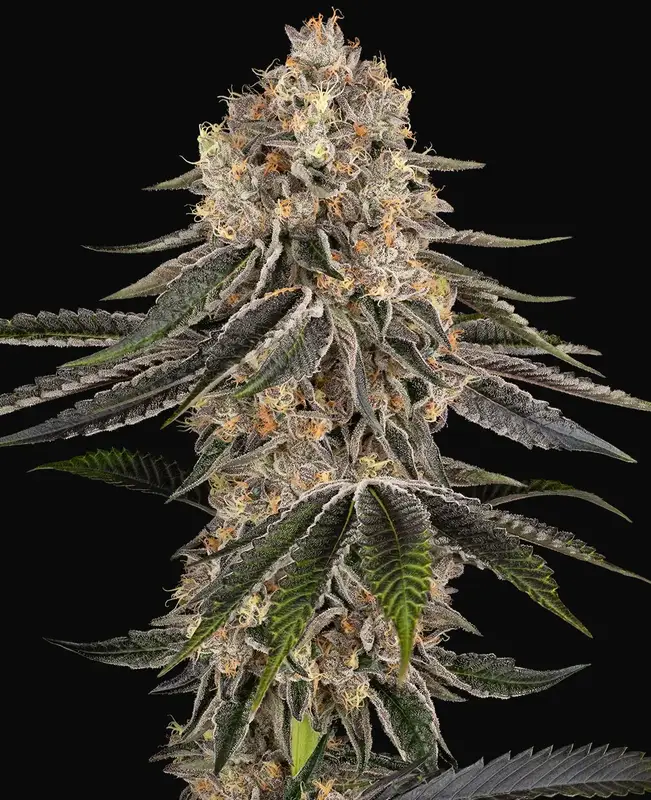 White Orangutan Feminized