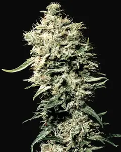 White Rhino