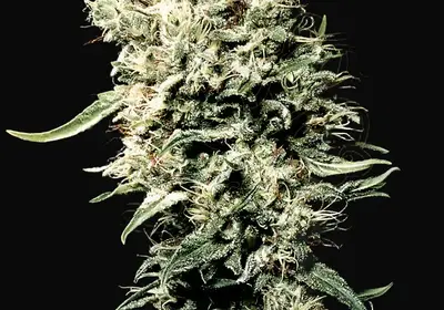 White Rhino