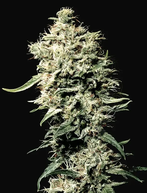 White Rhino