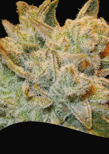 White Runtz