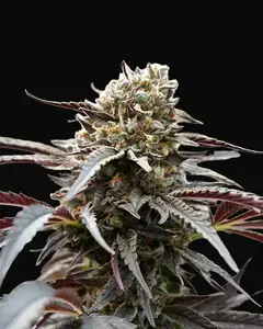 White Runtz Fast Flowering