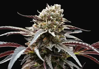 White Runtz Fast Flowering