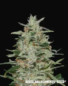 White Russian OG