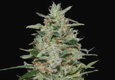 White Russian OG