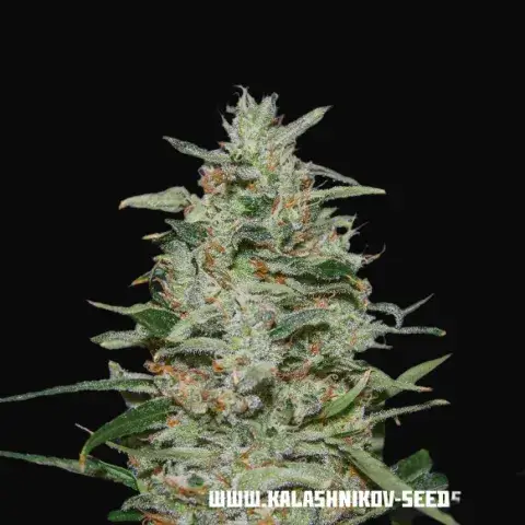 White Russian OG