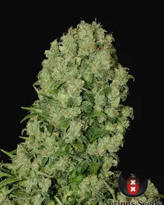 White Russian Regular