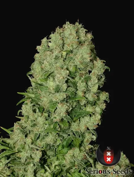 White Russian Regular
