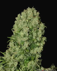 White Russian
