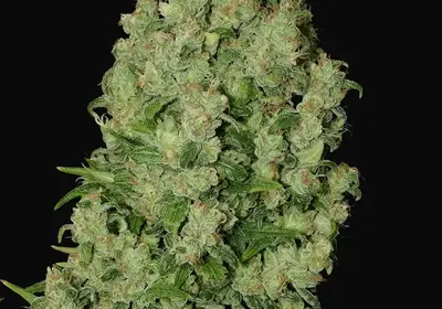White Russian