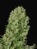 White Russian