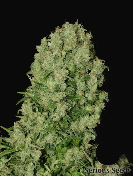 White Russian