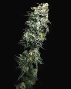 White Serpent