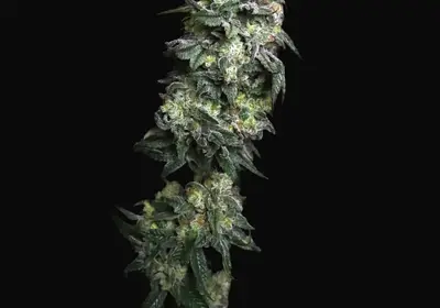 White Serpent
