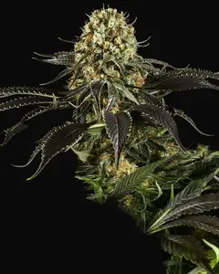 White Siberian