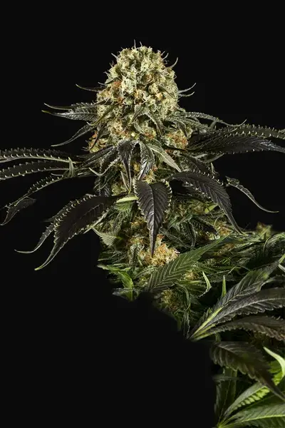 White Siberian
