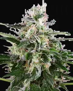 White Skunk Automatic