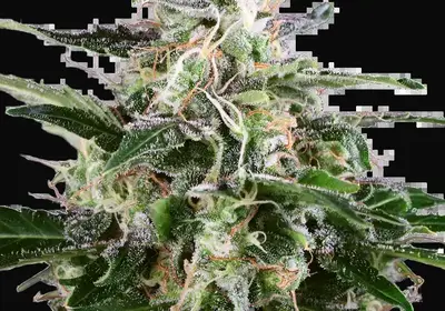 White Skunk Automatic
