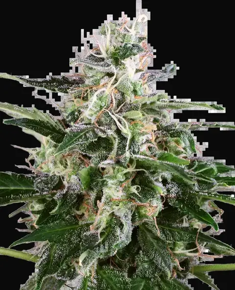 White Skunk Automatic
