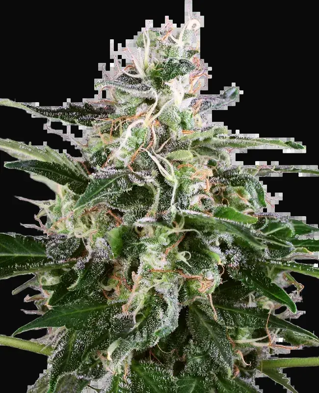 White Skunk Automatic