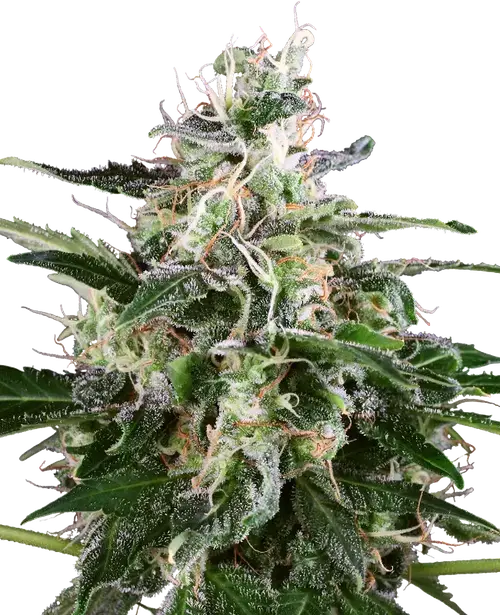 White Skunk Automatic