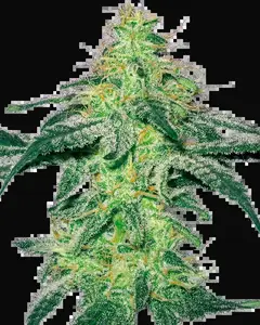 White Skunk Feminized