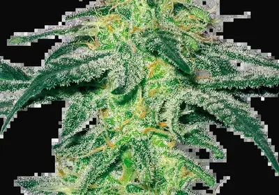 White Skunk Feminized