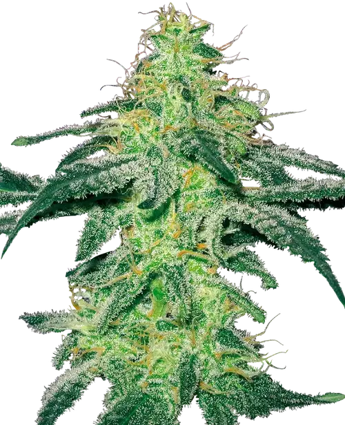 White Skunk Feminized